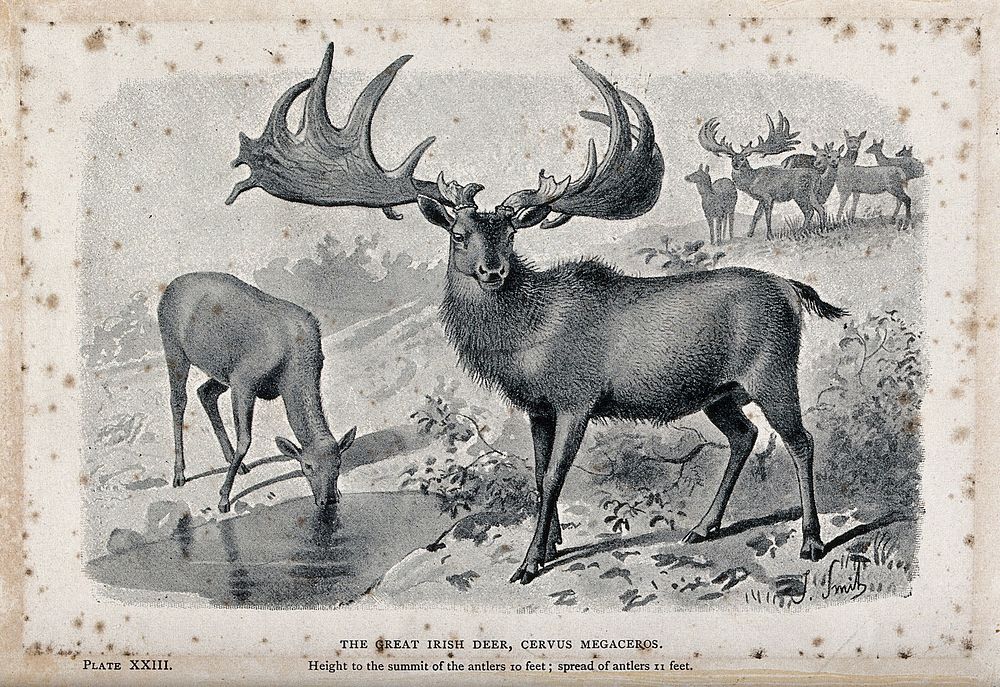 The male and female Irish elk (Cervus megaceros), now extinct. Reproduction of a painting by J Smith.