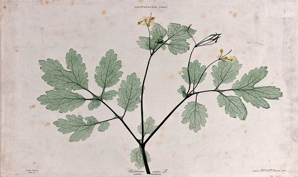 Greater celandine (Chelidonium majus): flowering and fruiting stem. Colour nature print by H. Bradbury.
