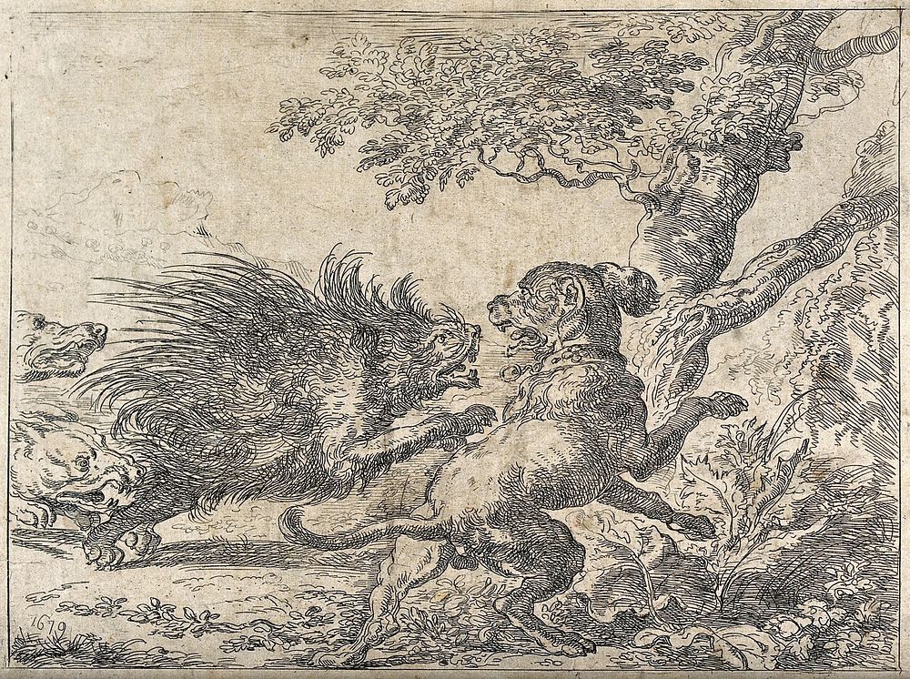 Three hunting dogs chasing a porcupine. Etching after A. Hondius, 1679.