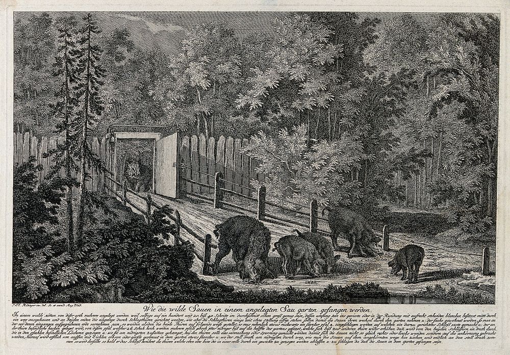A fenced-in trap for wild boar in the forest. Etching by J.E. Ridinger.