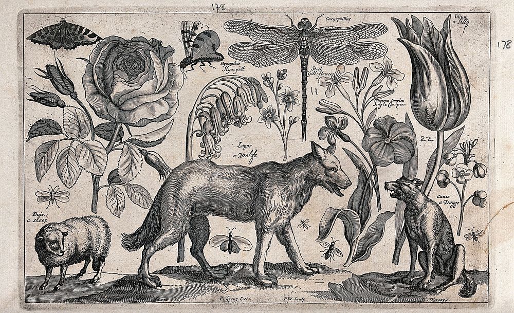 A wolf walking towards a dog and away from a sheep, surrounded by various flowers and insects. Engraving by P. Williamson…