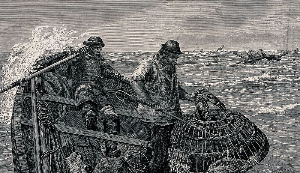 Two fishermen are out in their boat, one is rowing and the other is looking at a lobster caught in the creel. Wood engraving…