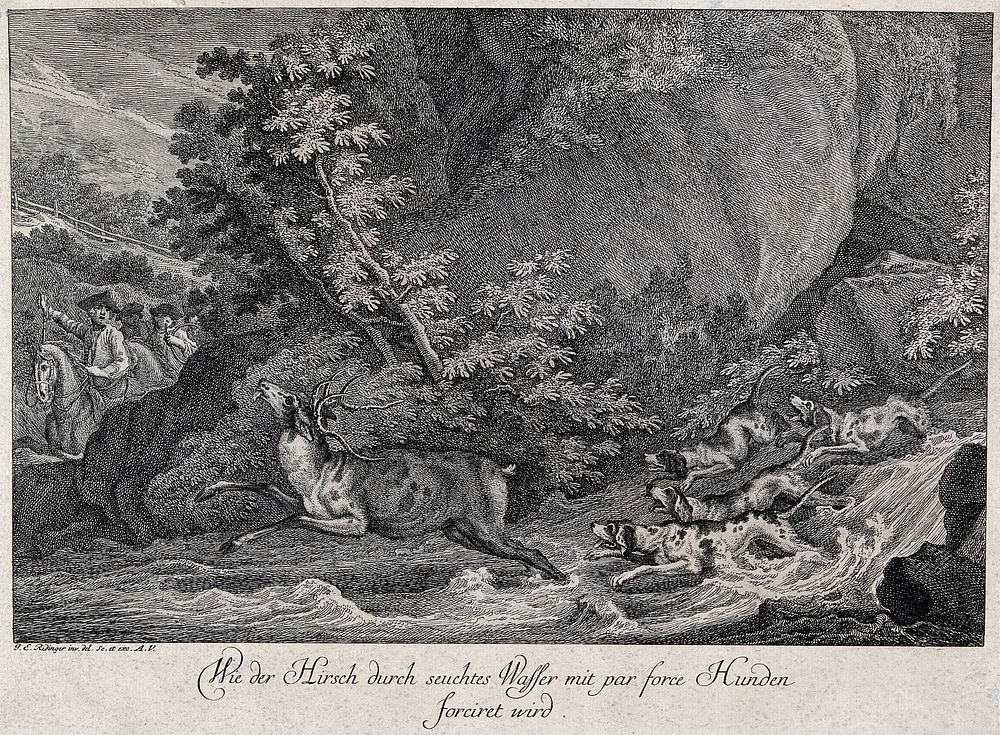 A stag is chased by four dogs through a river with three mounted huntsmen in the background. Etching by J.E. Ridinger.