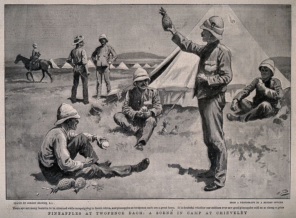 Boer War: British soldiers outside their tent in camp at Chieveley, eating pineapples. Halftone, c. 1900, after G. Browne.