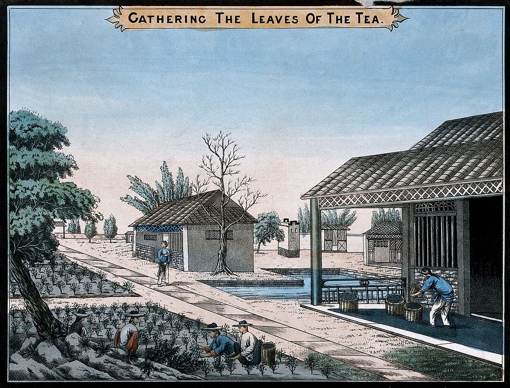 A tea plantation in China: workers pick the tea leaves. Coloured lithograph.