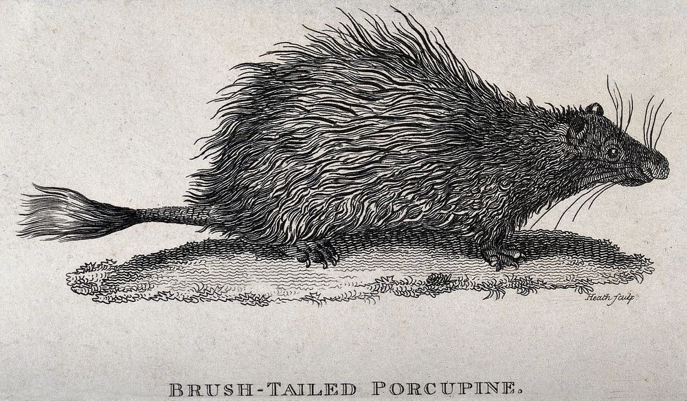 A brush-tailed porcupine. Etching by Heath.