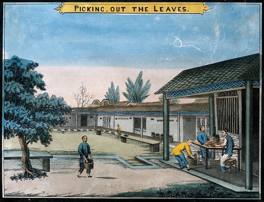 A tea plantation in China: workers grade the tea leaves by hand. Coloured lithograph.