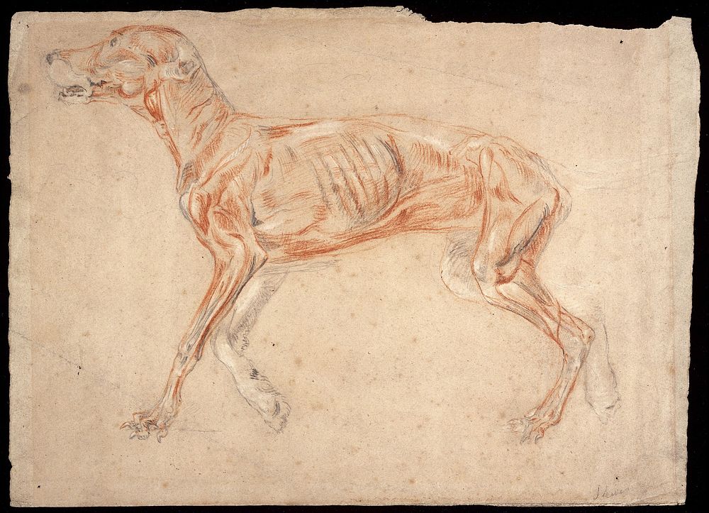 A greyhound, écorché. Chalk drawing attributed to J.F. Lewis.