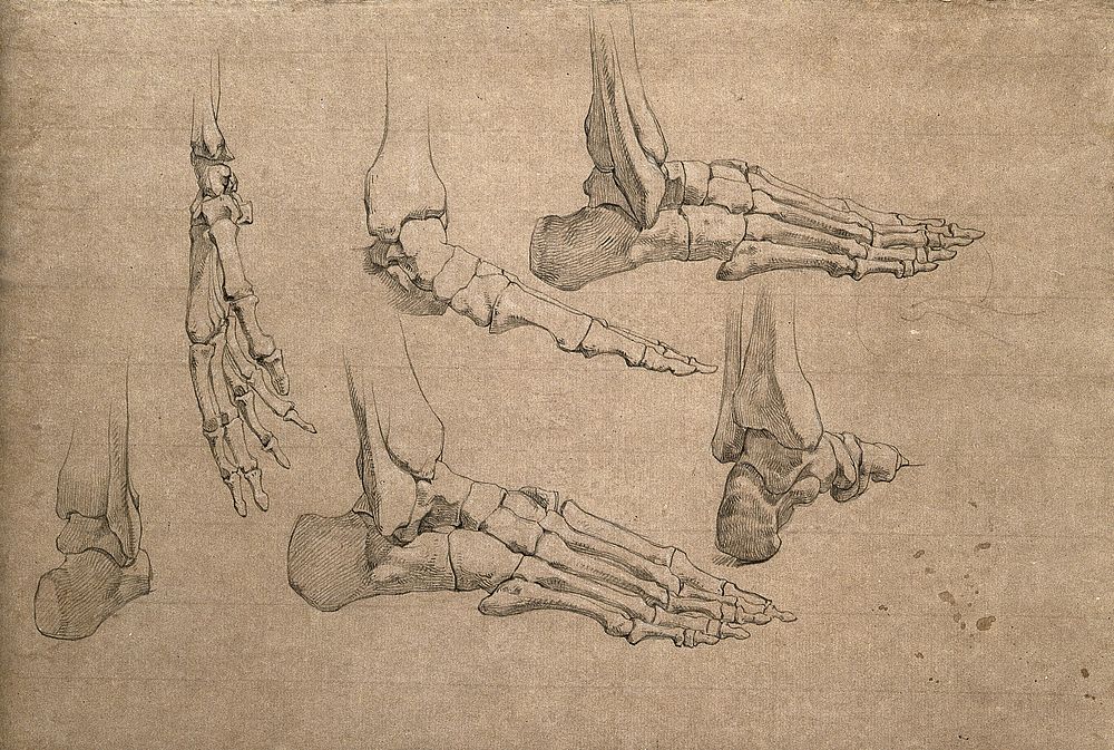Bones of the hand and foot. Pencil drawing by J.C. Zeller, ca. 1833.