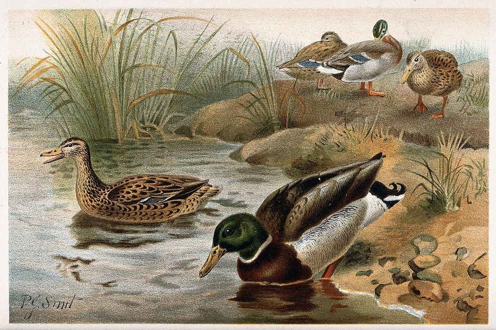 Mallard duck both standing on a bank and swimming out from the shore. Chromolithograph after P. Smit.