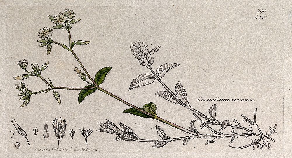 Sticky mouse-ear (Cerastium glomeratum): flowering stem and floral segments. Coloured engraving after J. Sowerby, 1800.