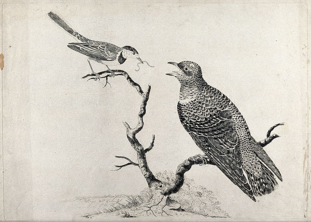 A pied wagtail feeding a worm to a young cuckoo. Etching by W. Hayes, 1766, after himself.