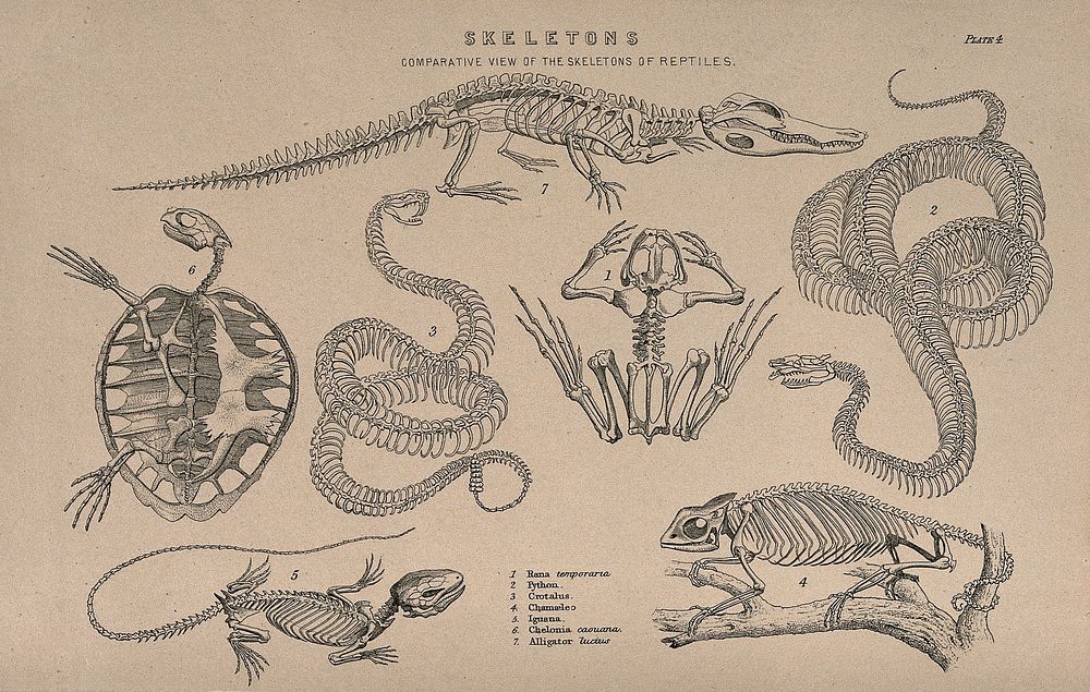 Skeletons of various reptiles: seven figures, illustrating the skeletons of an alligator, a turtle, a python, a rattlesnake…