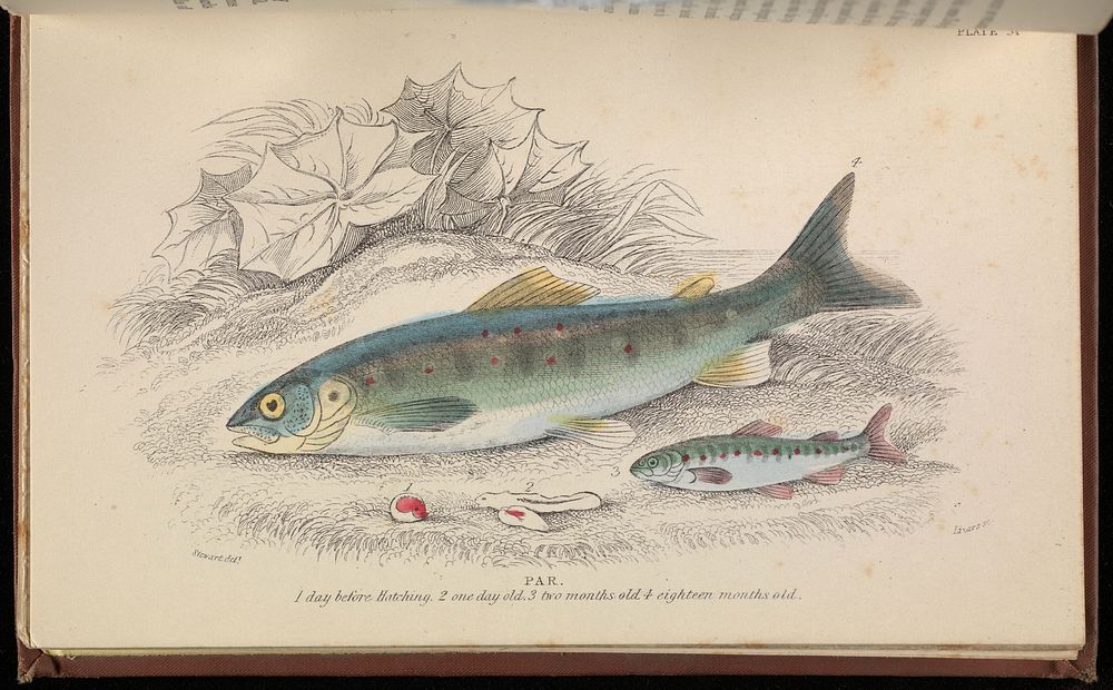 The history of British fishes / [Robert Hamilton].