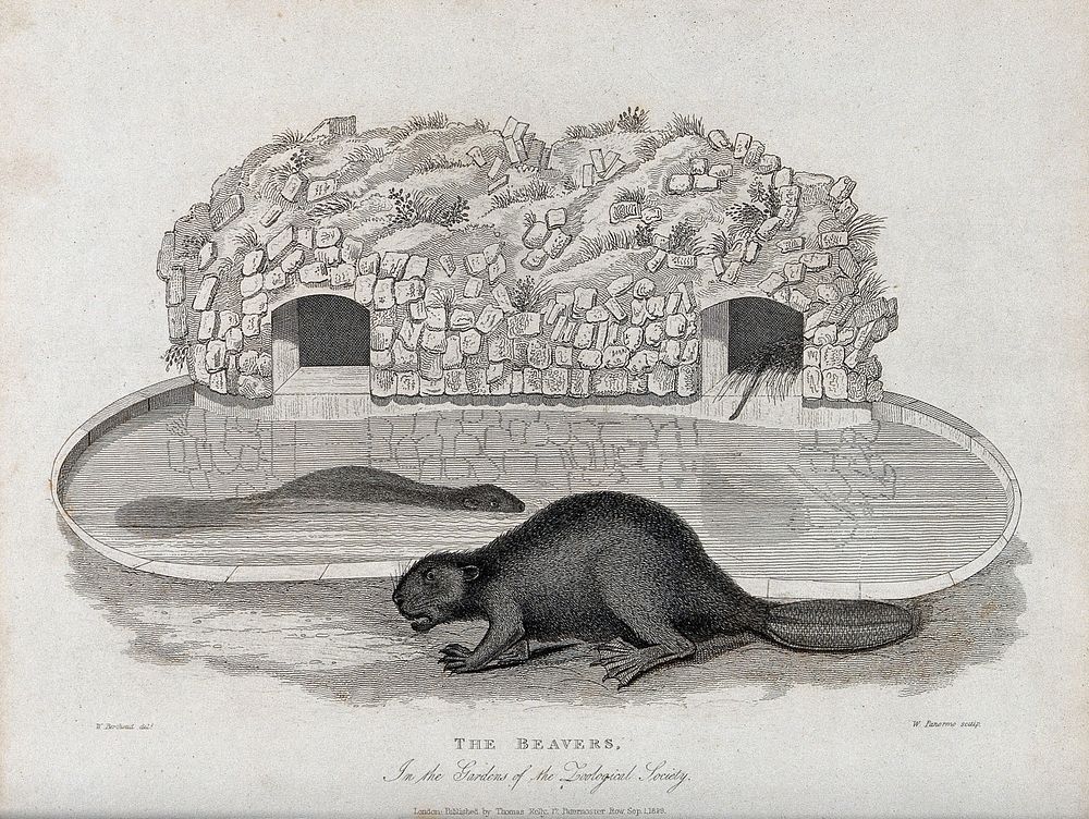 Zoological Society of London: two beavers outside their artificial burrows in the zoo. Etching by W. Panormo after W.…