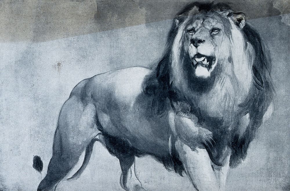 A standing lion. Reproduction of an oil painting by E. H. Landseer.