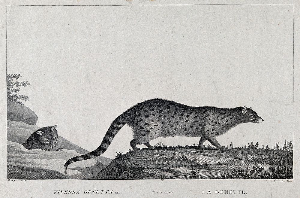 A genet is walking over a grassy rock while another genet is about to jump on a rock. Etching by S. C. Miger, ca. 1808…