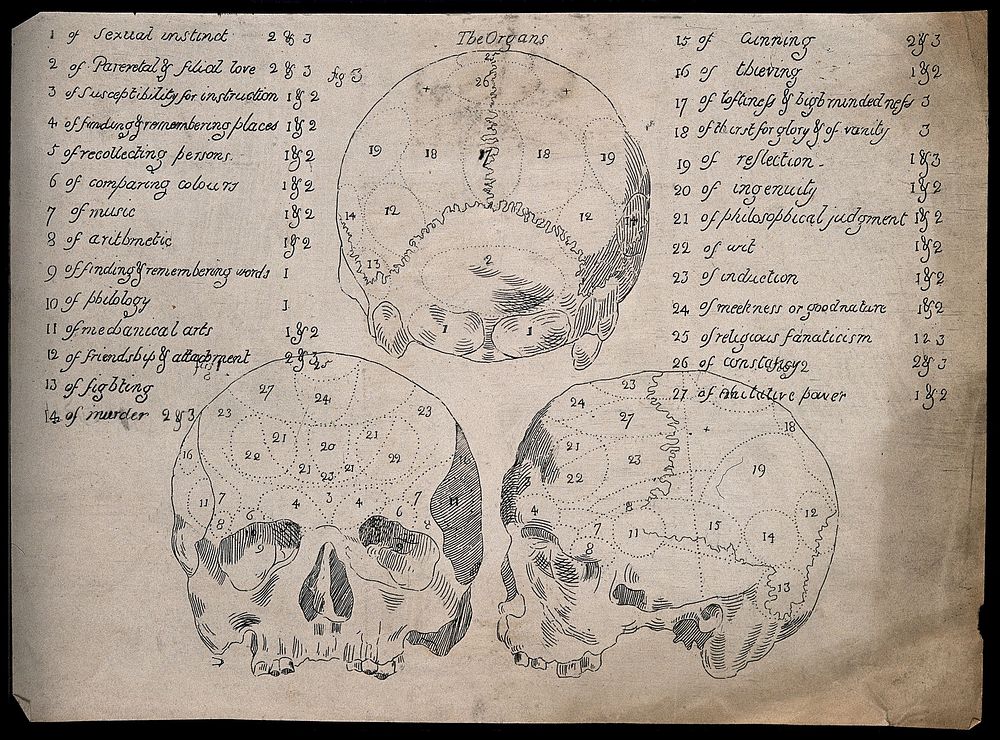 Three perspectives of a skull sectioned and labelled according to an unorthodox system of phrenology. Pen drawing, 18--.