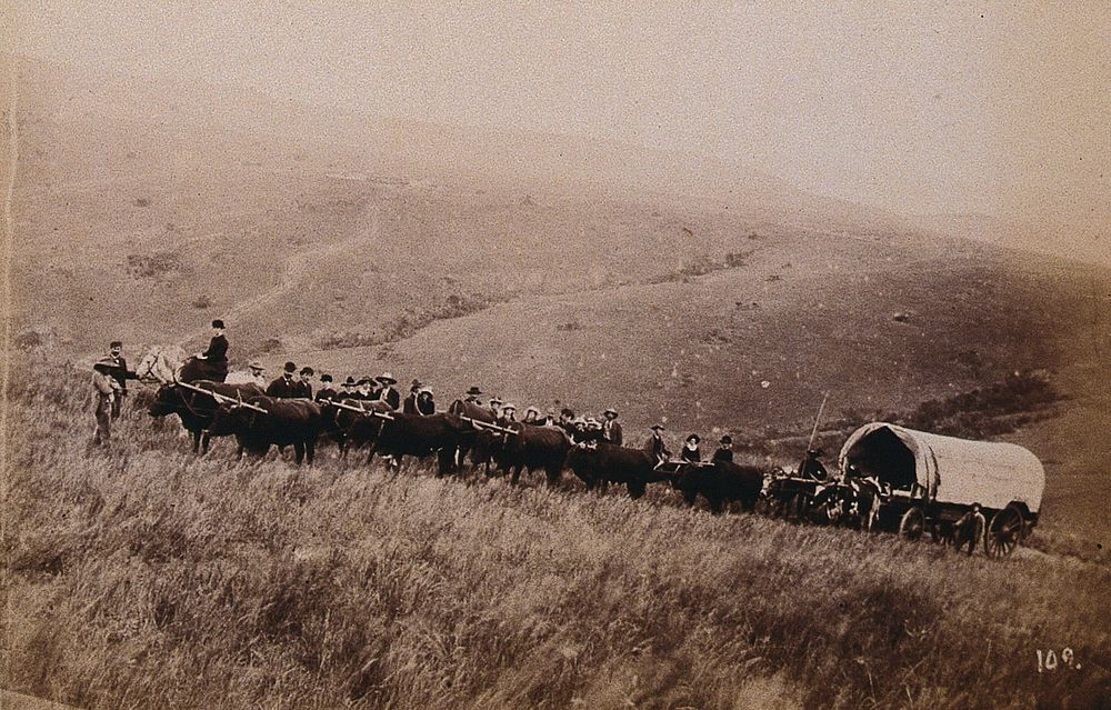 South Africa: landscape with people, a wagon and oxen in the foreground. 1896.