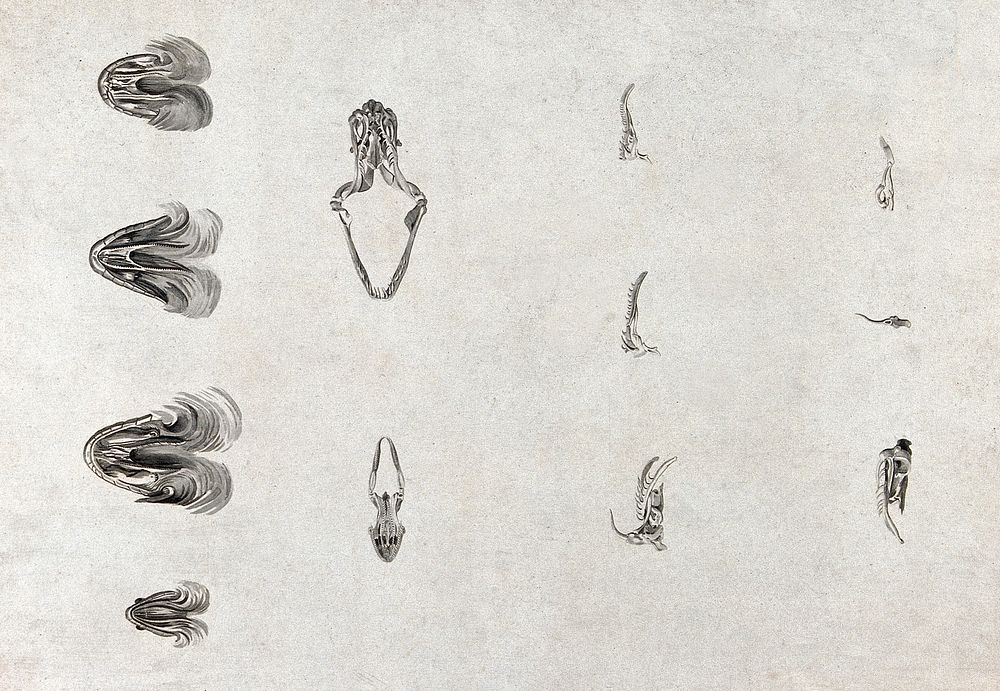 Detailed diagrams of the upper palate and jaws of a snake. Engraving, ca. 1796.