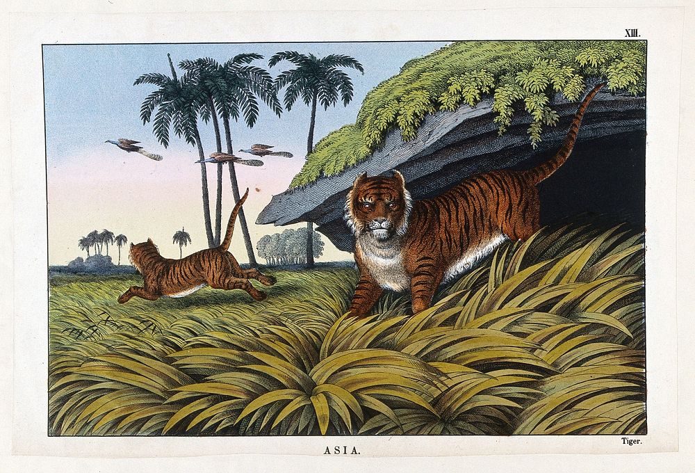Two tigers hunting for food. Coloured lithograph.