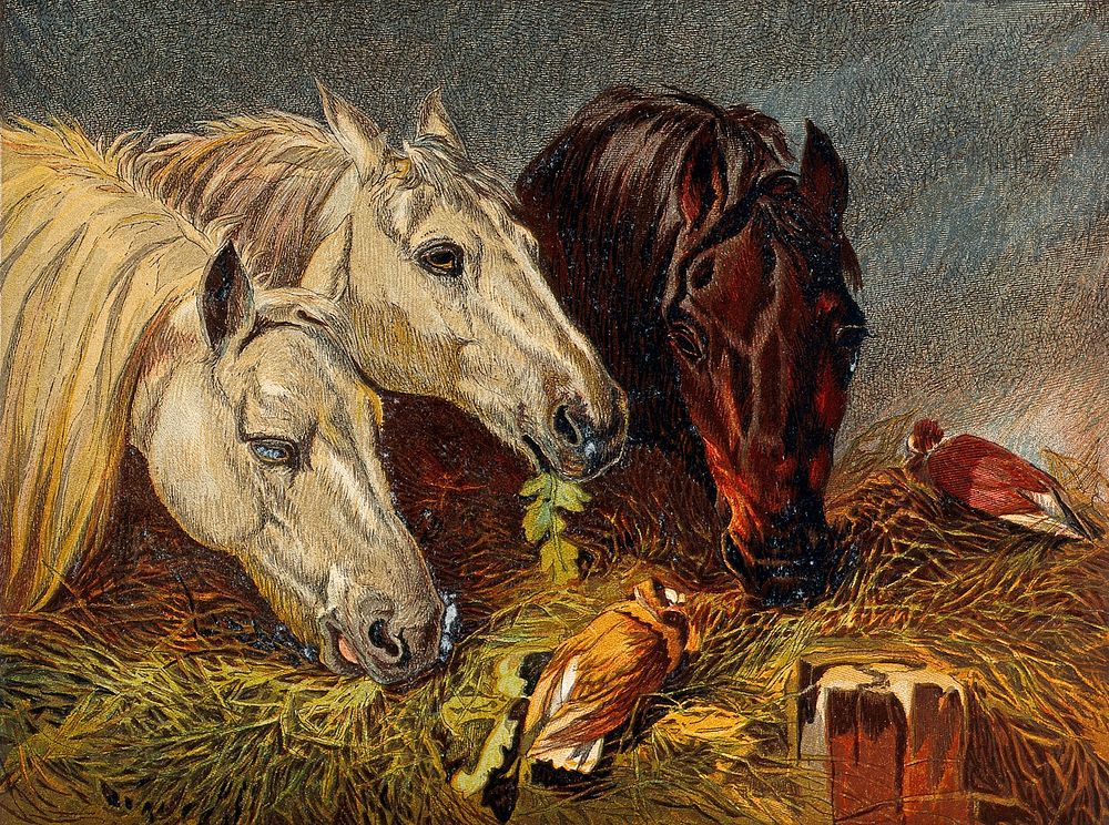 Three horses eating from a manger with two birds sitting on the hay. Chromolithograph after a painting by J. F. Herring sen.
