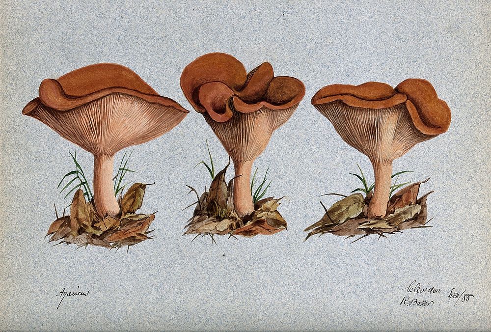 A fungus (Agaricus lobatus): three fruiting bodies. Watercolour by R. Baker, 1888.
