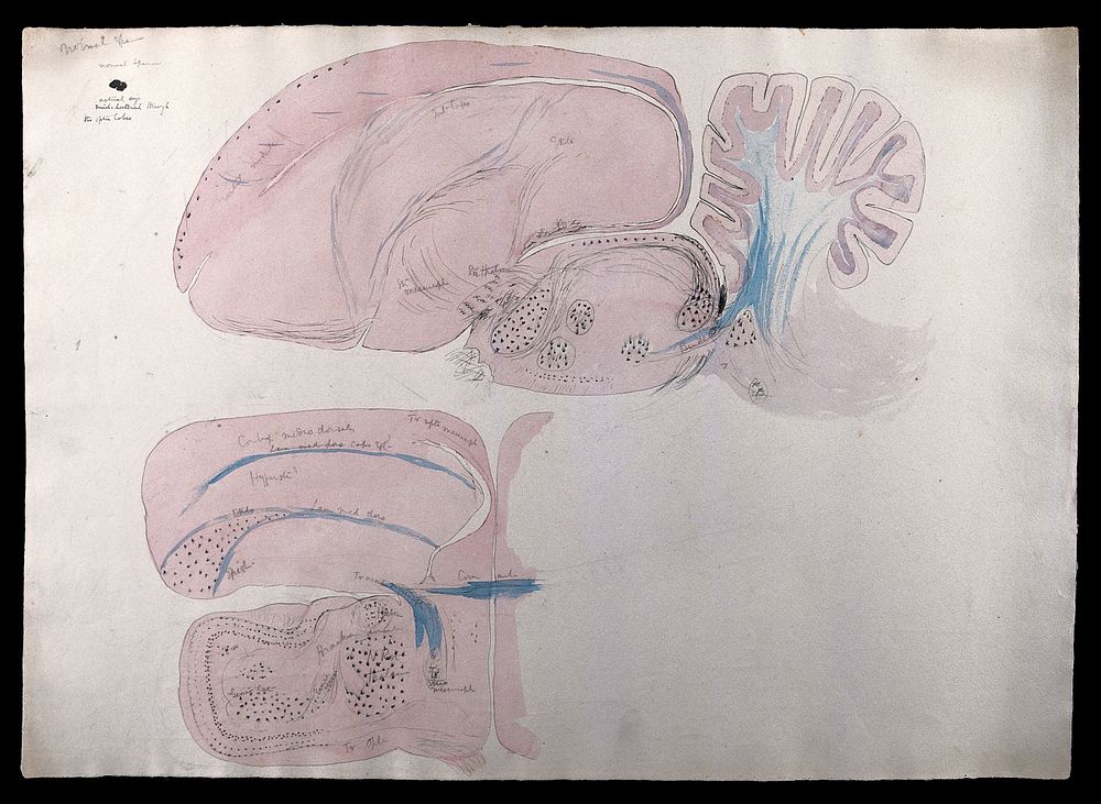 Brain of a sparrow: two figures showing dissections of the brain. Watercolour and ink with pencil, possibly by D. Gascoigne…