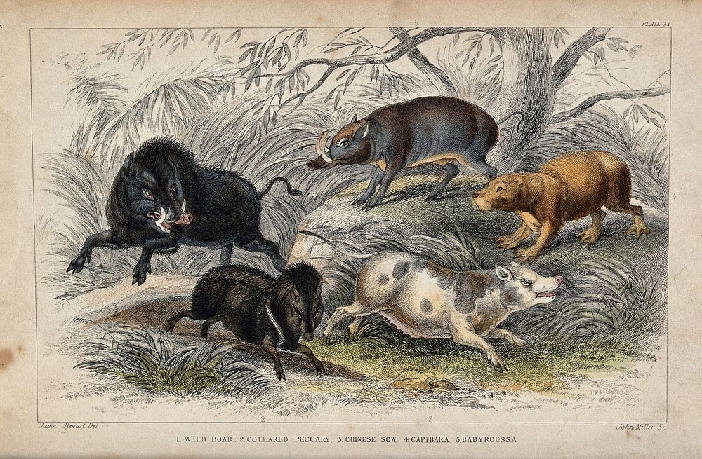 Five different specimen of wild and domesticated pigs shown in a forest. Coloured etching by J. Miller after J. Stewart.