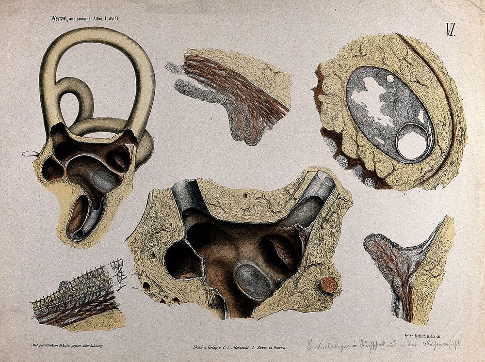 Anatomical sections of the ear: organ of Corti. Colour lithograph by F. Foedisch, ca. 1875.