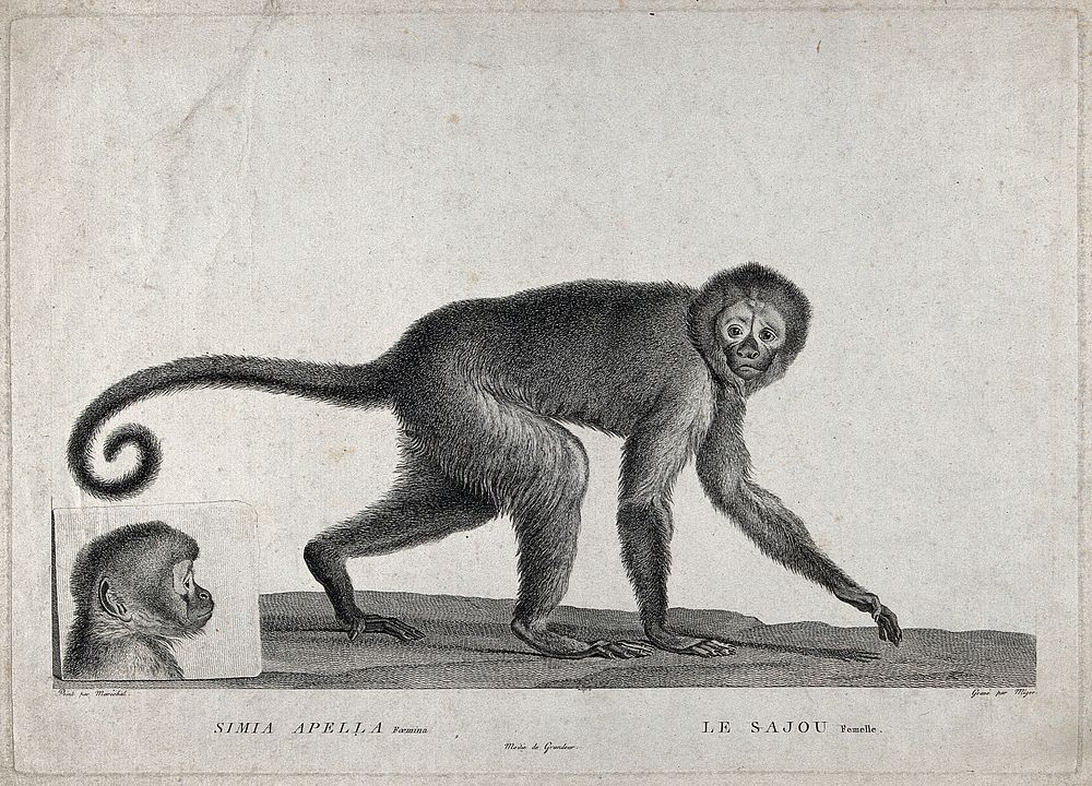 A monkey (simia apella) walking past its own portrait engraved on stone. Etching by S. C. Miger, ca. 1808, after N. Maréchal.