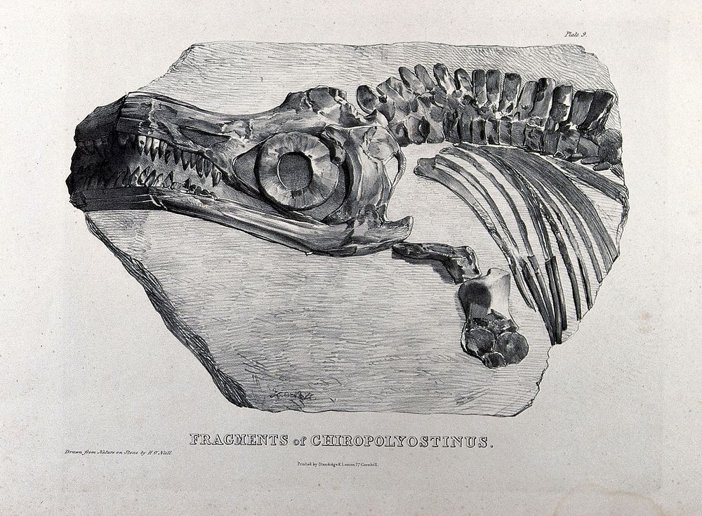 Fossilized head and bone fragments of a chiropolyostinus. Lithograph by H. O'Neil, 18--.