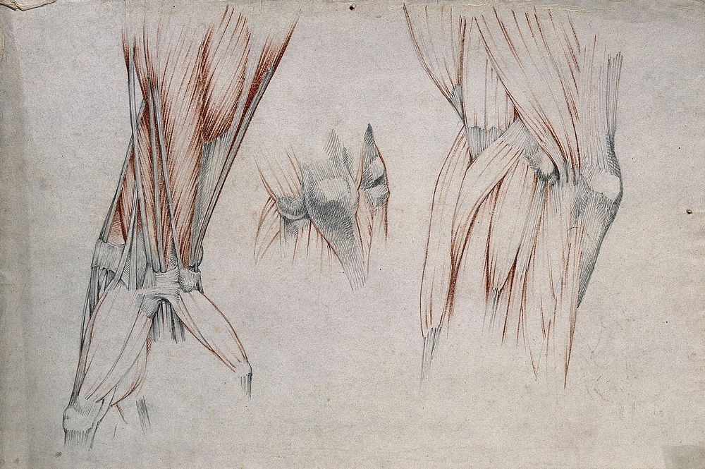 Muscles, tendons and bones of the elbow and hand: three figures. Red chalk and pencil drawing by or associated with A.…