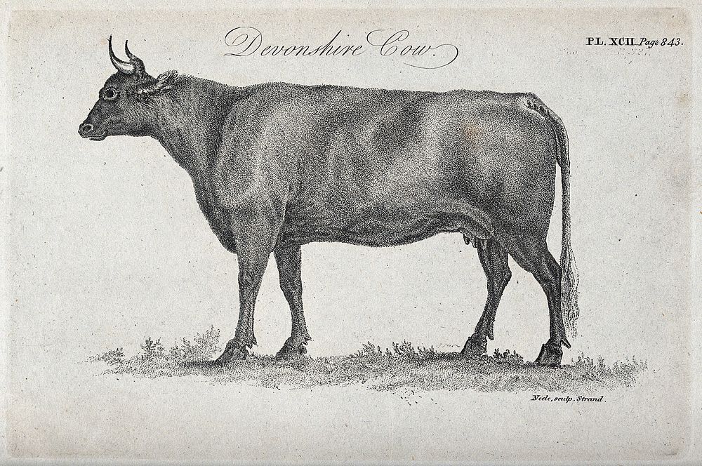 A Devonshire cow. Stipple engraving by Neele.