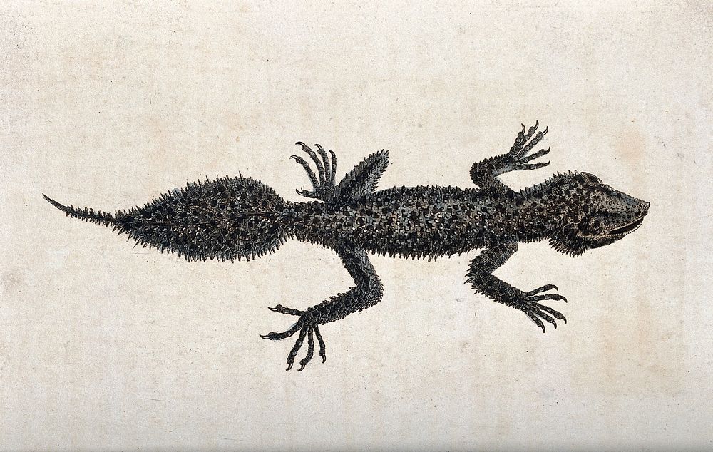 A small lizard with flattened tail. Coloured etching.