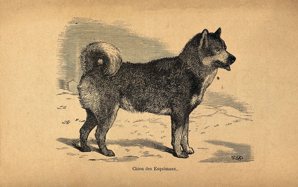 A husky. Wood engraving.