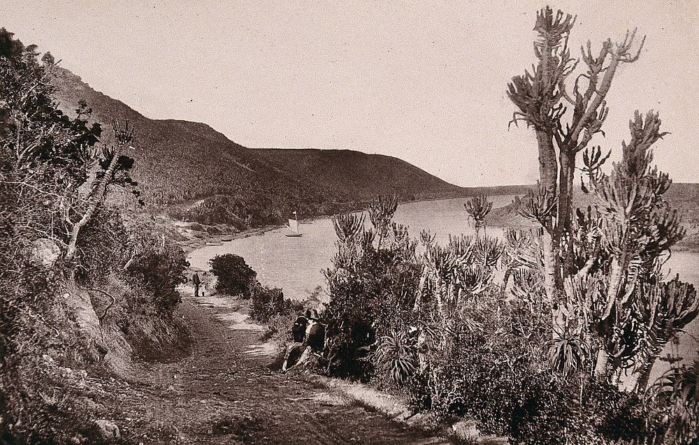 Port Elizabeth, South Africa: a road beside the river Zwartkops. Woodburytype, 1888, after a photograph by Robert Harris.