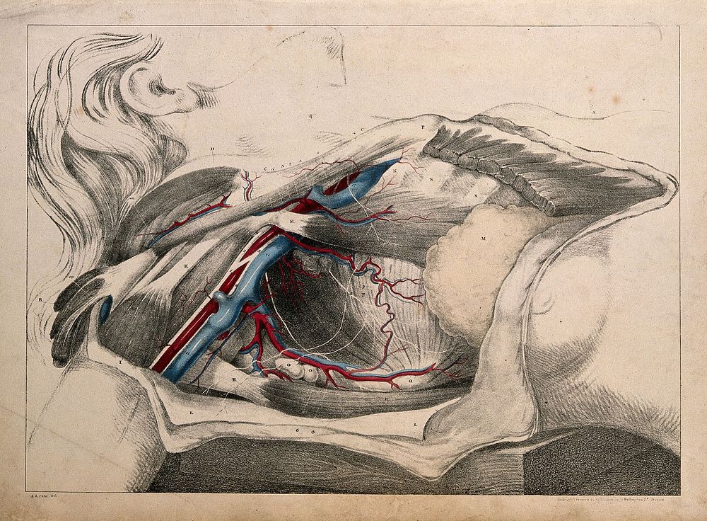 Subclavian and axillary vessels: dissection. Coloured lithograph by G.E. Madeley after A. A. Cane, 1834.