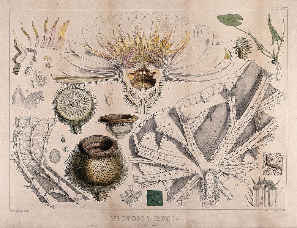 Giant water lily (Victoria amazonica): twenty one different anatomical segments of the plant. Coloured lithograph by W.…