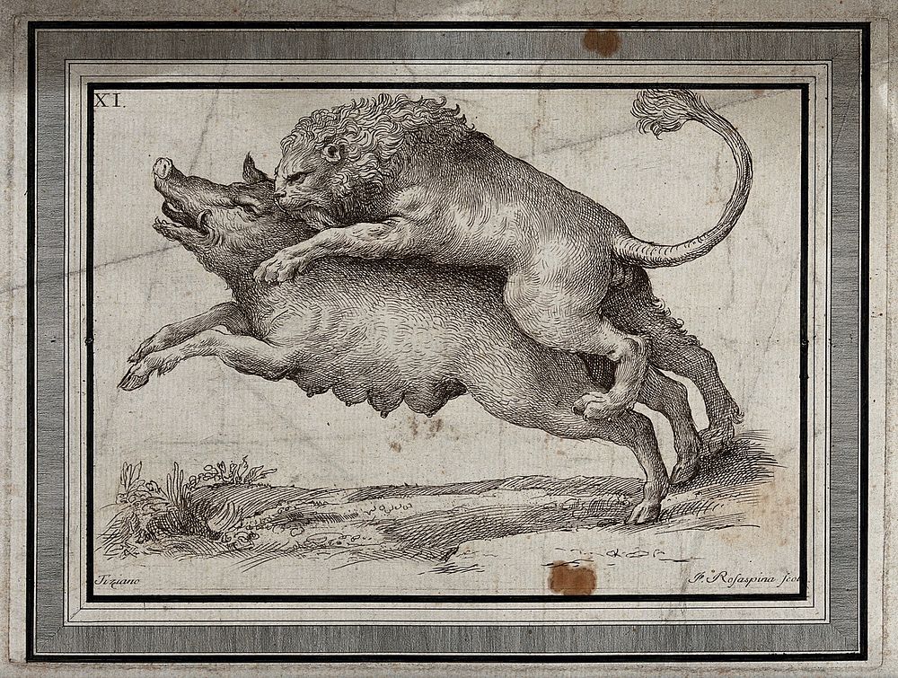 A lion attacking a wild boar. Engraving by F. Rosaspina after Titian , ca. 1800.