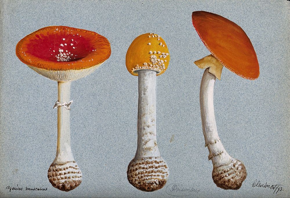 The fly agaric fungus (Amanita muscaria): three fruiting bodies. Watercolour, 1893.