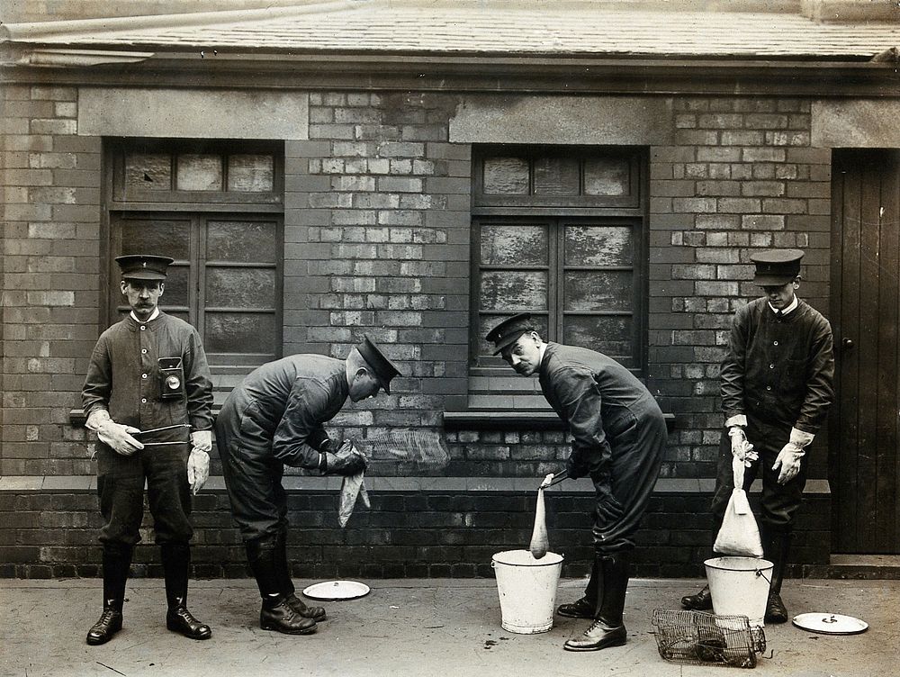Liverpool Port Sanitary Authority rat-catchers dipping rats in buckets of petrol to kill fleas for plague control.…