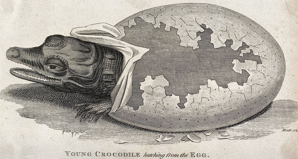 A young crocodile hatching from the egg. Etching by Heath.