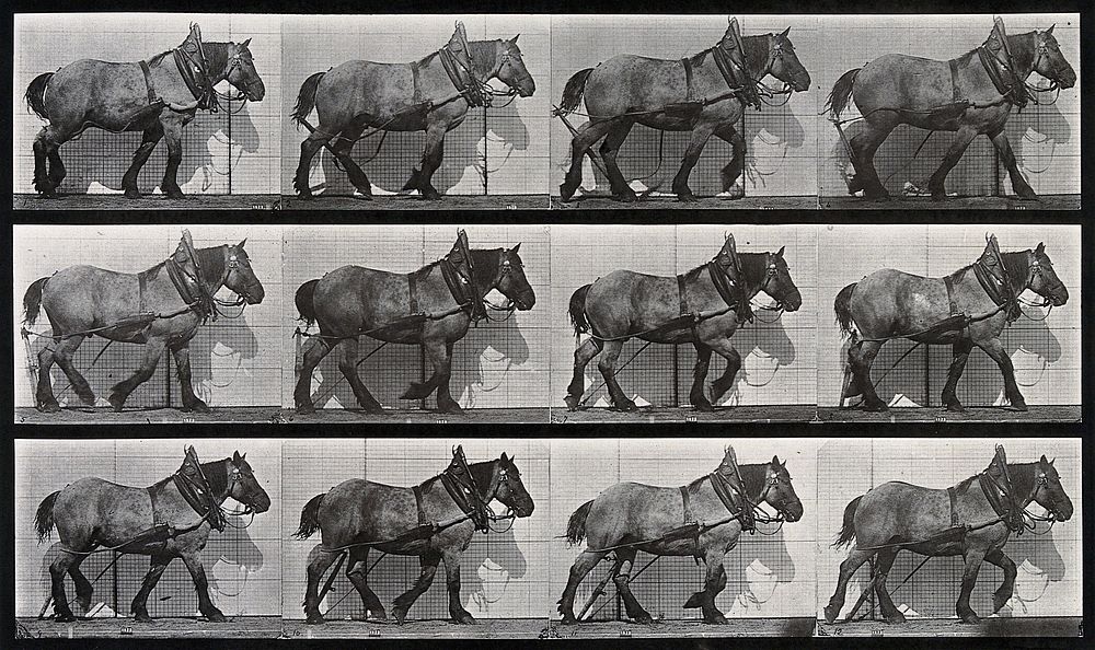 A cart-horse walking. Collotype after Eadweard Muybridge, 1887.