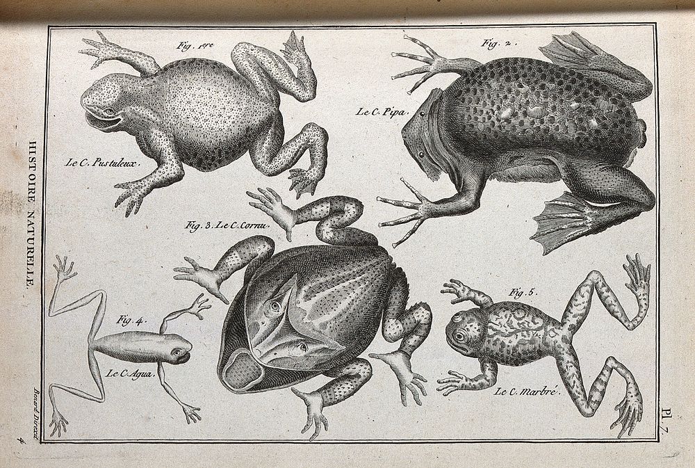 Five species of toad. Engraving, ca. 1778.