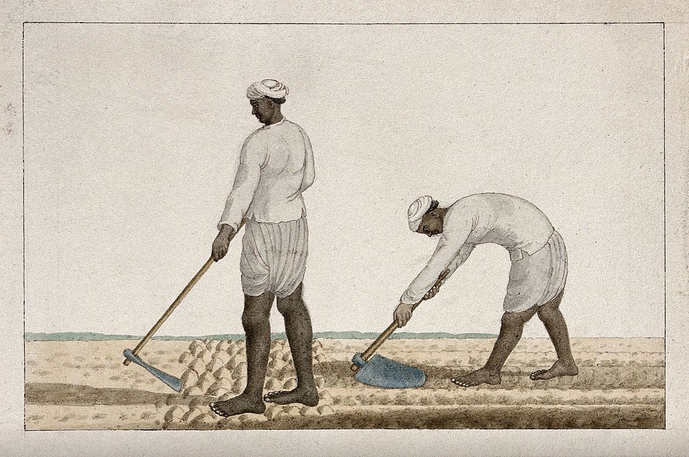 Two men digging the earth with spades. Watercolour painting by an Indian artist.