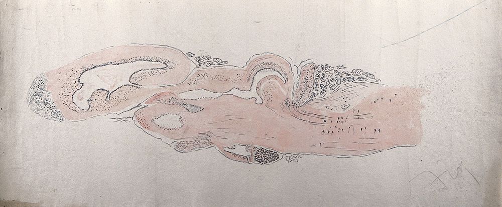 Brain of a frog: figure showing a section of the brain. Watercolour, possibly by D. Gascoigne Lillie, ca 1906.