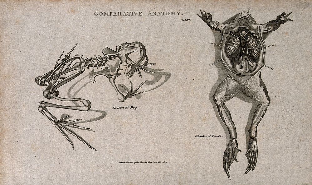 Skeleton and dissection of a frog, the latter showing the internal organs. Line engraving after a drawing by S. Edwards …