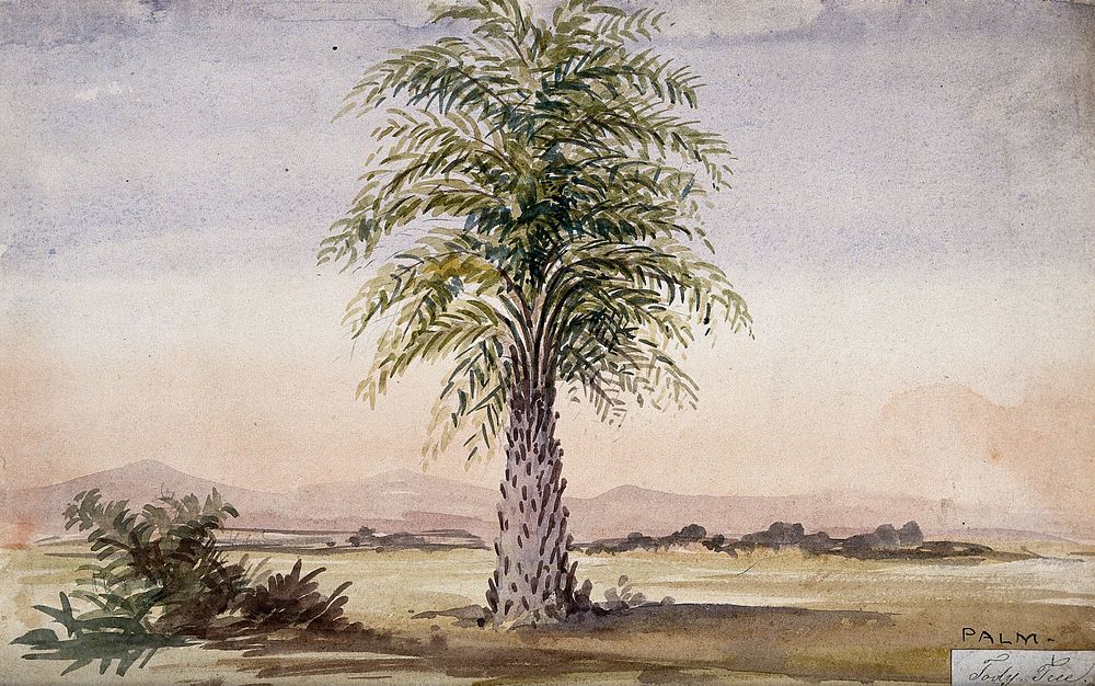 Palm tree (Cocos nucifera) in arid landscape. Watercolour, 1862.