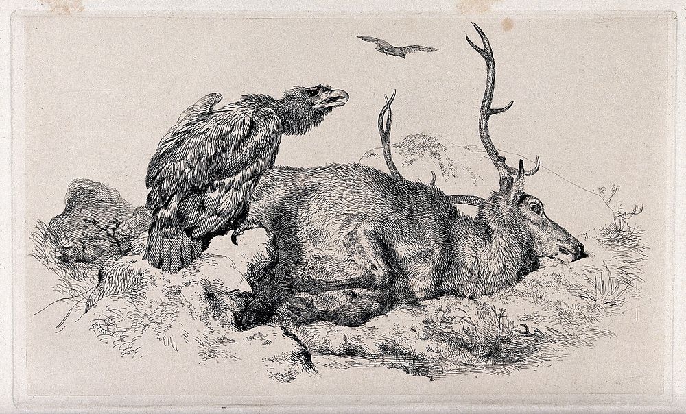 A raven  perched on a rock beside a dead or dying stag, in a mountainous landscape. Etching after E.H. Landseer, 1825.